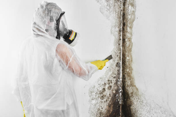 Best Mold Remediation  in Hart, MI