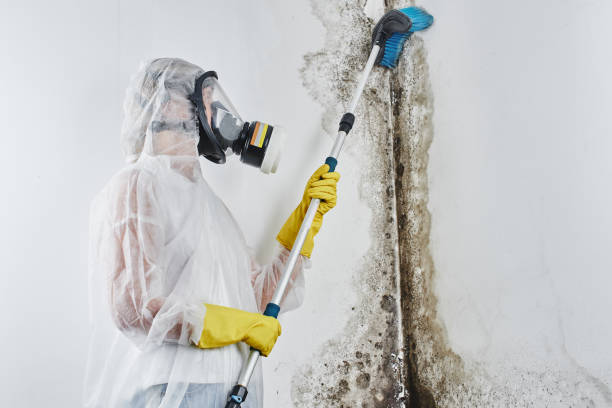 Best Black Mold Removal  in Hart, MI