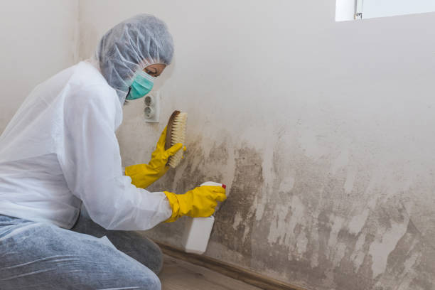 Office Mold Removal Services in Hart, MI