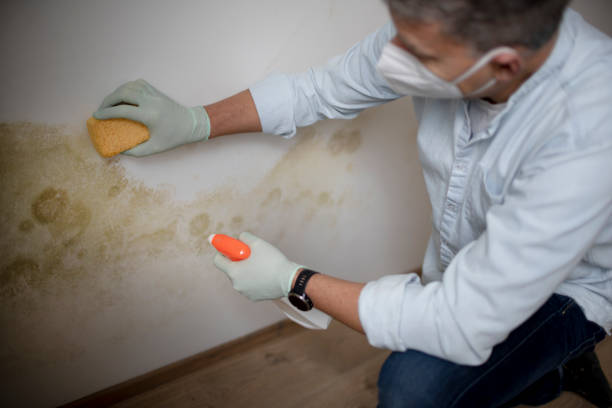 Mold Removal Process in Hart, MI