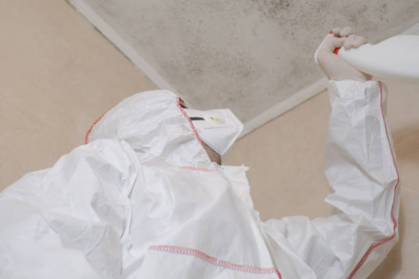 Best Mold Removal Near Me  in Hart, MI