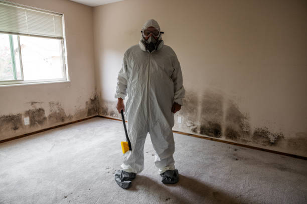 Best Certified Mold Removal  in Hart, MI