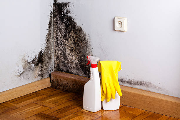 Best Professional Mold Removal  in Hart, MI