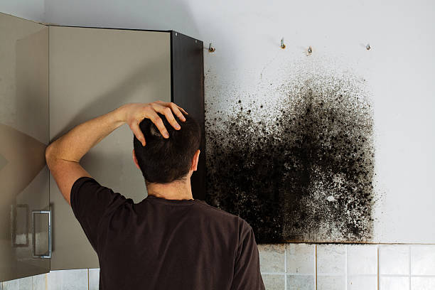 Best Residential Mold Removal  in Hart, MI