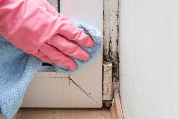 Best Crawl Space Mold Removal  in Hart, MI