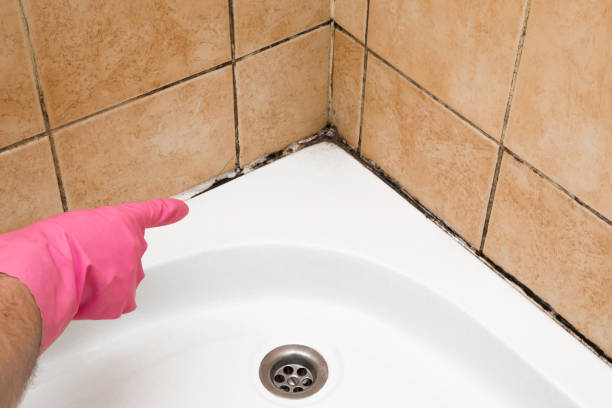 Best Mold Removal Near Me  in Hart, MI