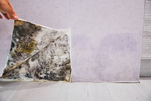 Best Mold Damage Repair  in Hart, MI